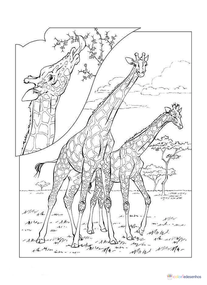 Desenhos de Girafas para colorir