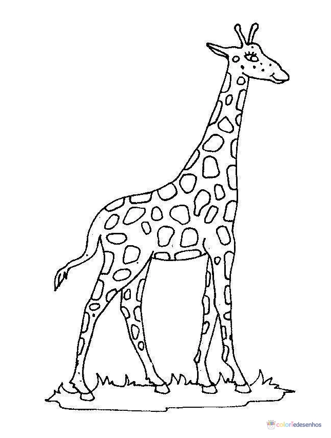 Girafas para colorir
