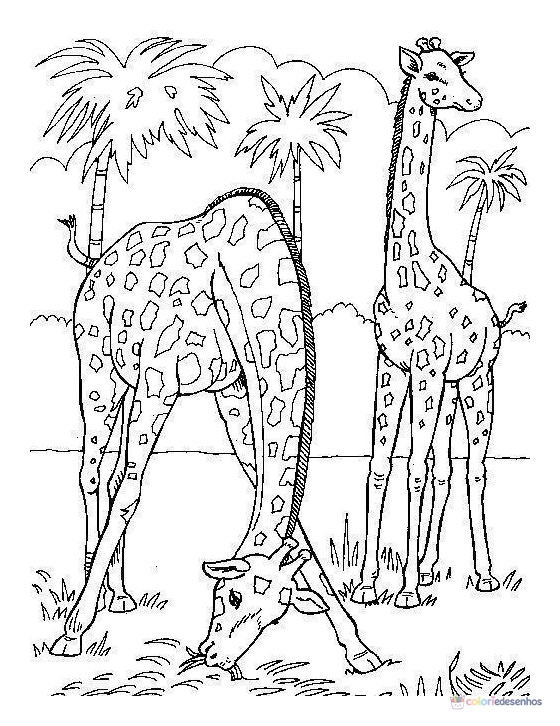 Girafas para colorir