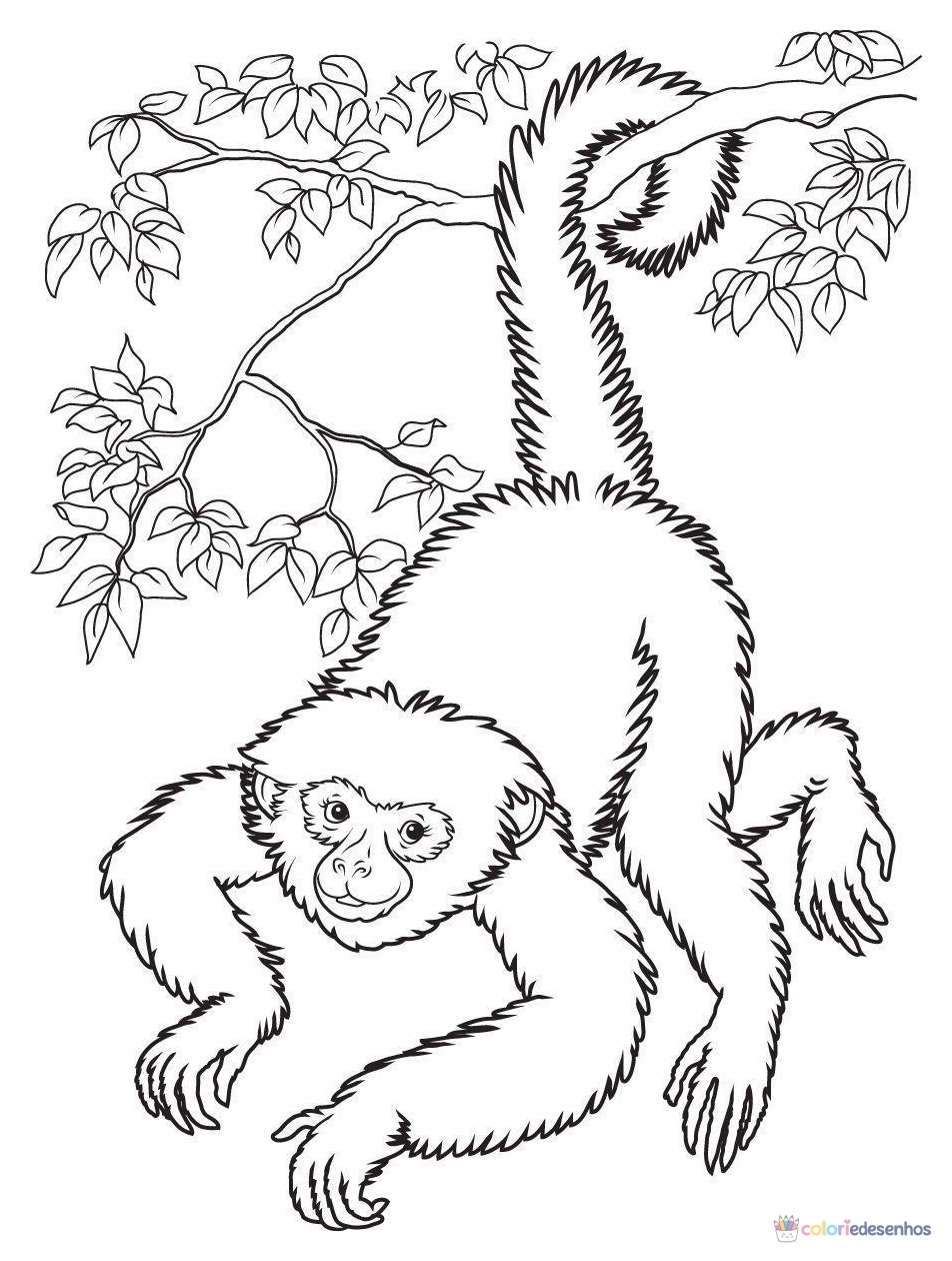 Macacos para colorir