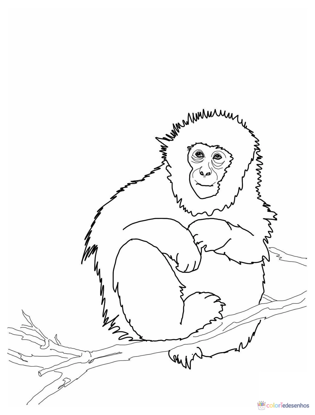 Macacos para colorir