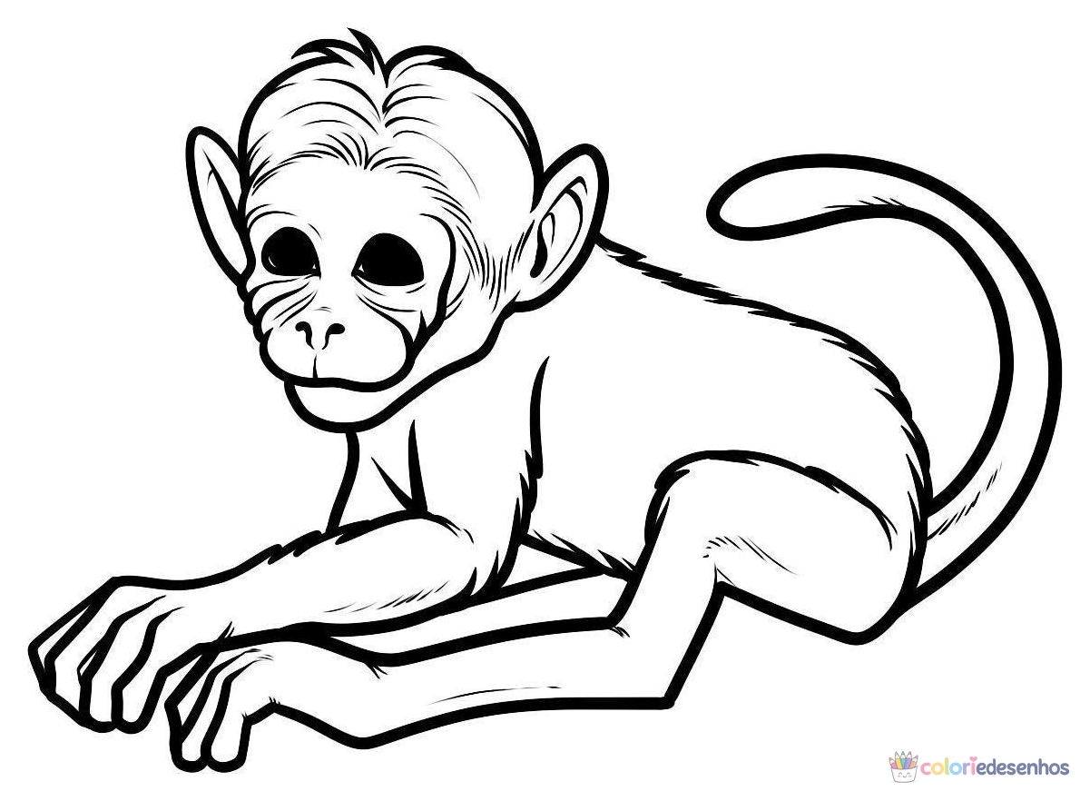 Macacos para colorir