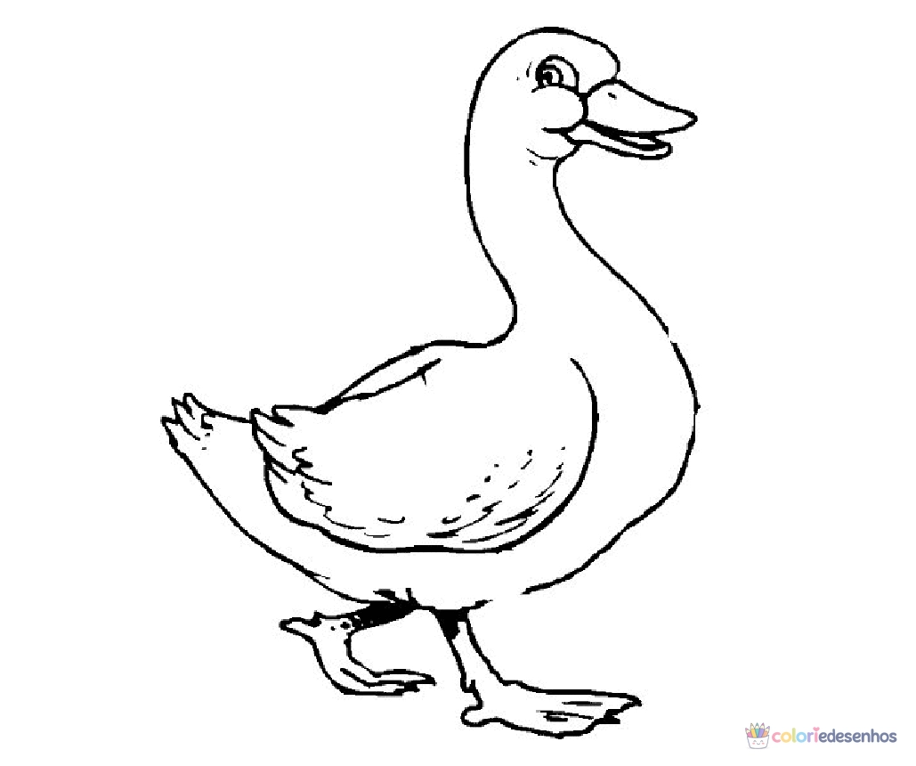 Patinhos para colorir