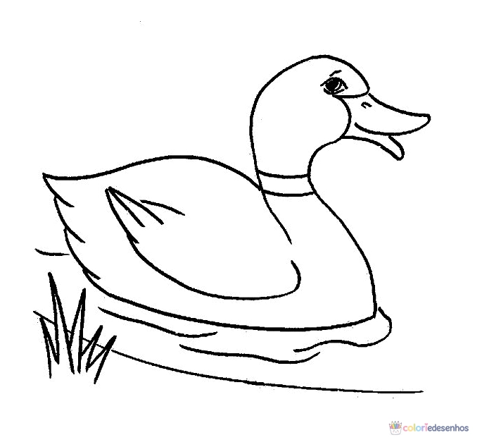 Patinhos para colorir
