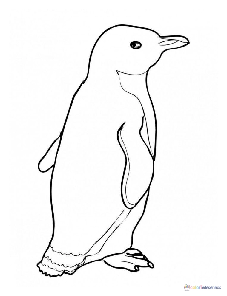 Pinguins para colorir