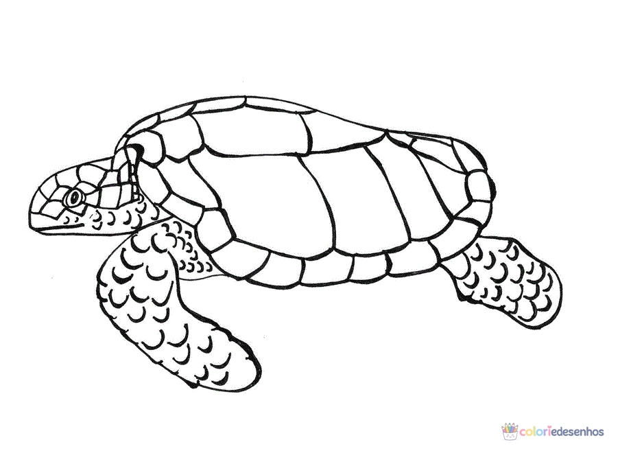 Tartarugas para colorir