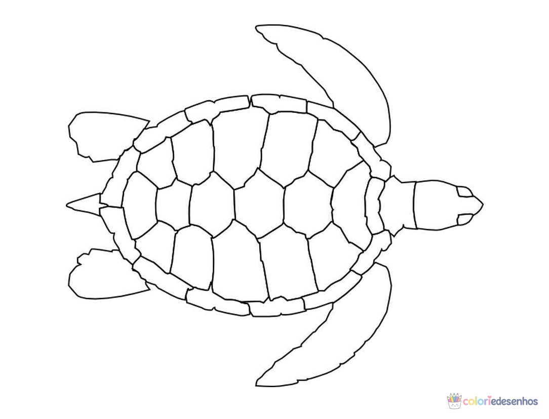 Tartarugas para colorir