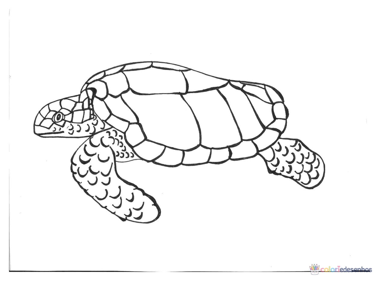 Tartarugas para colorir