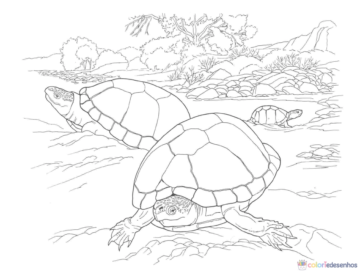 Tartarugas para colorir