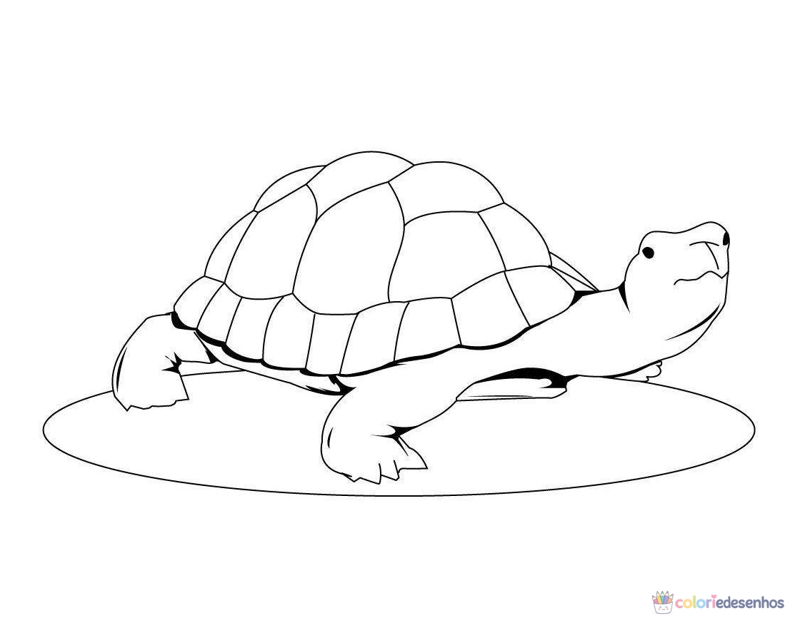 Tartarugas para colorir