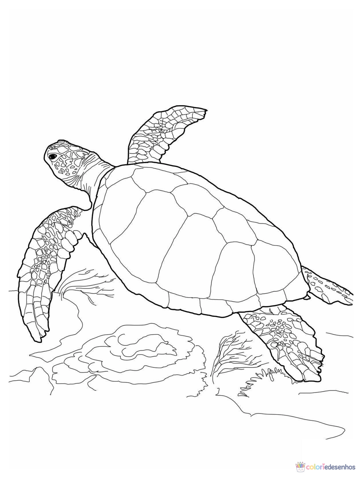 Tartarugas para colorir