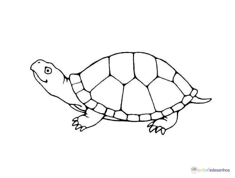 Tartarugas para colorir