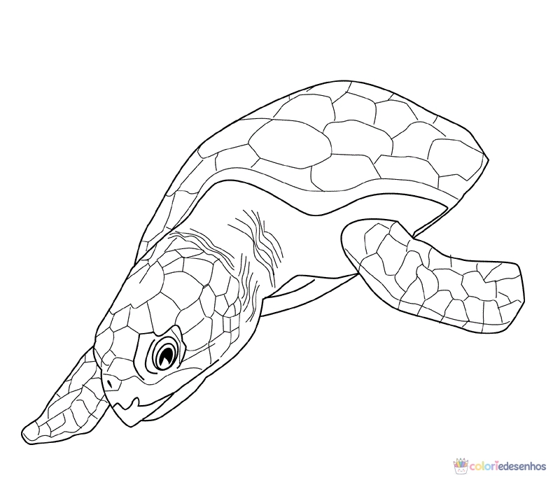 Tartarugas para colorir