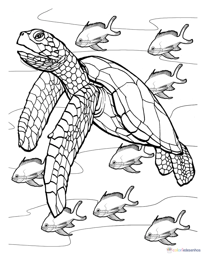 Tartarugas para colorir