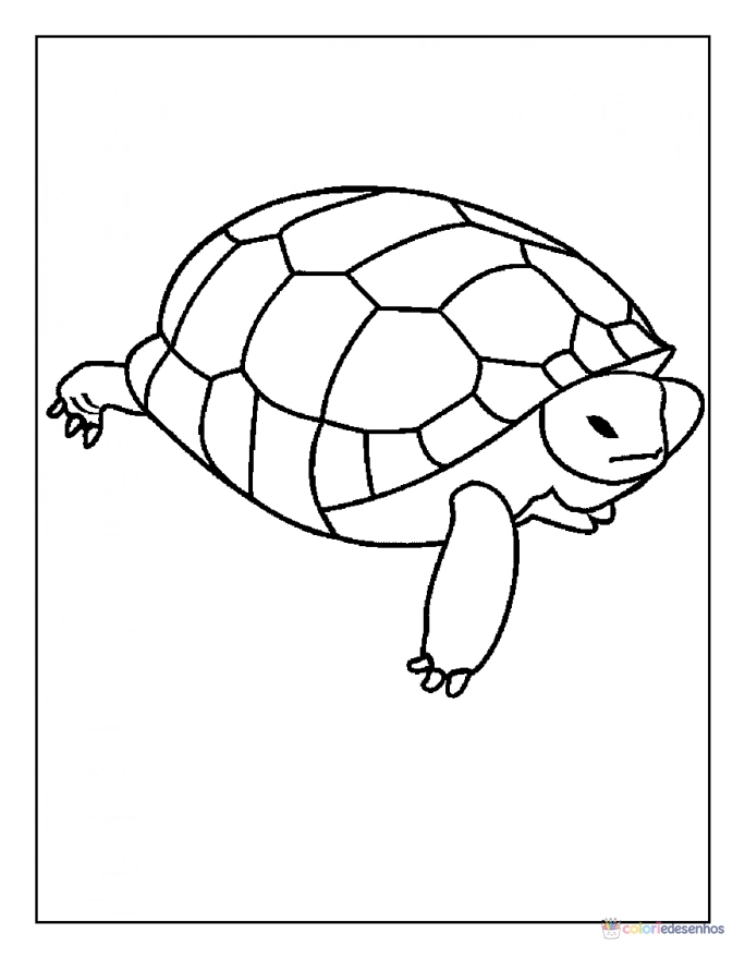 Tartarugas para colorir