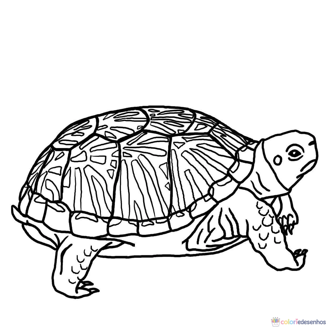 Tartarugas para colorir