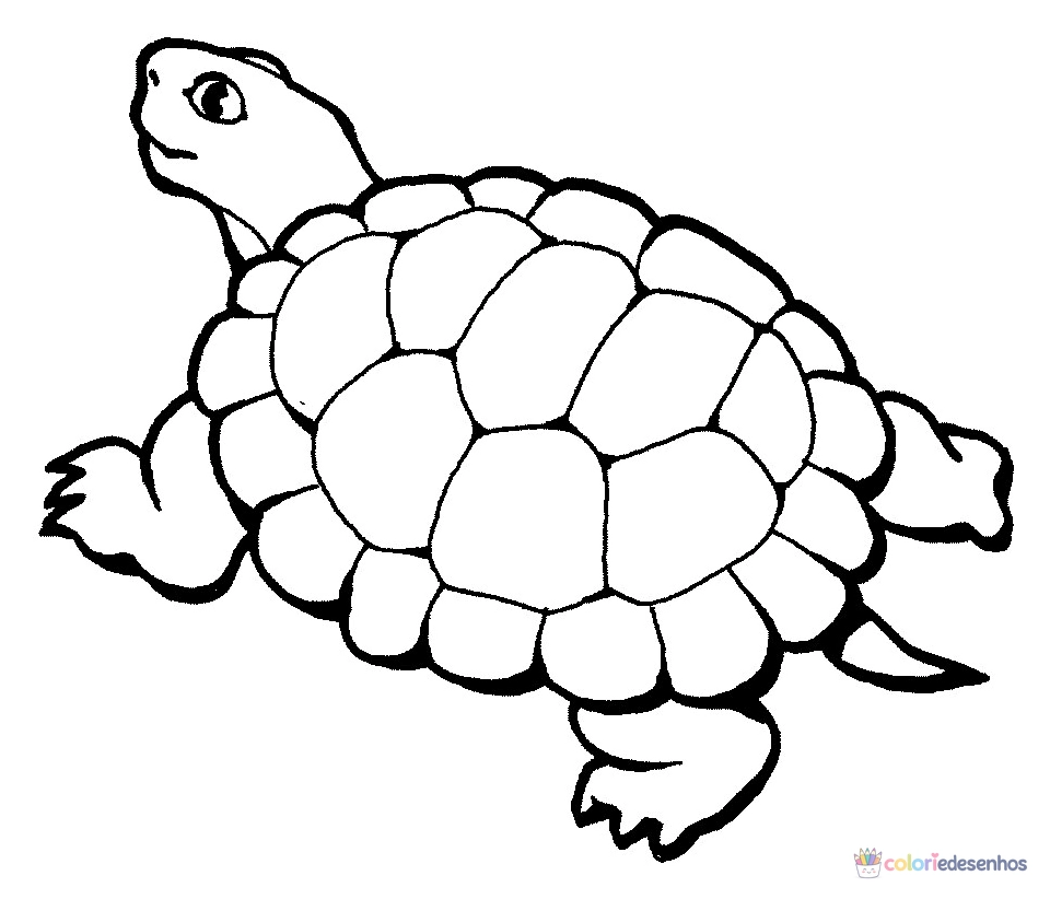 Tartarugas para colorir