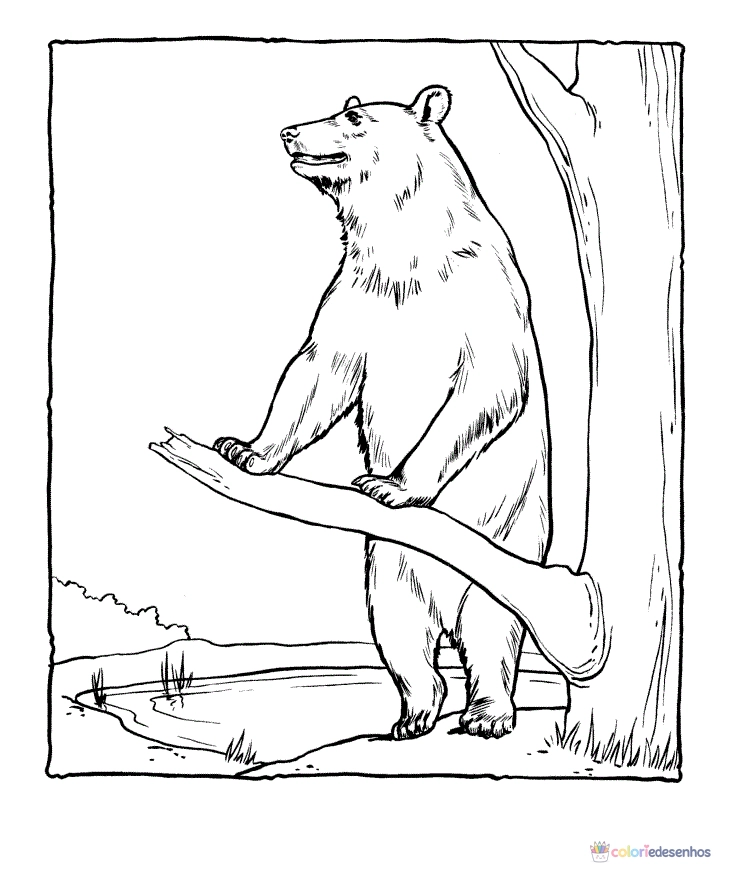 Ursos para colorir