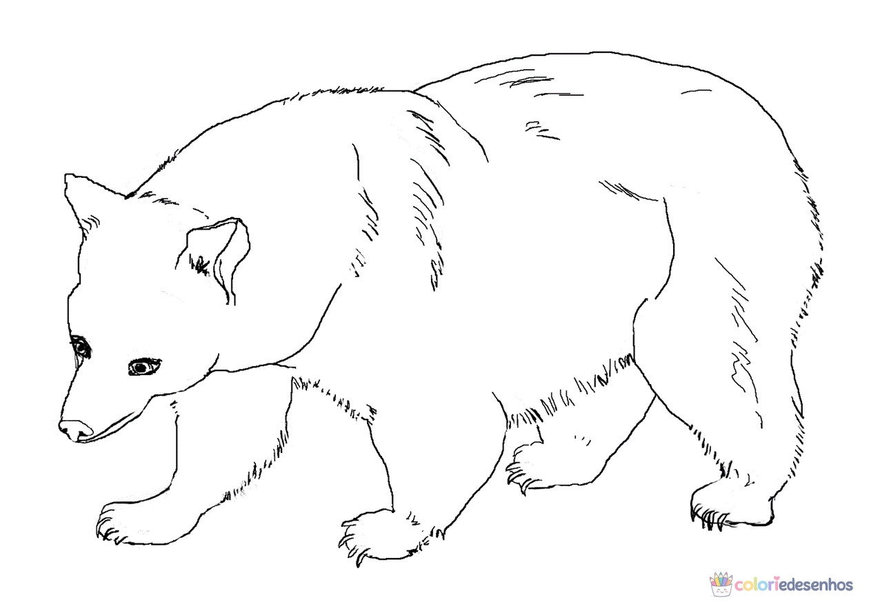 Ursos para colorir