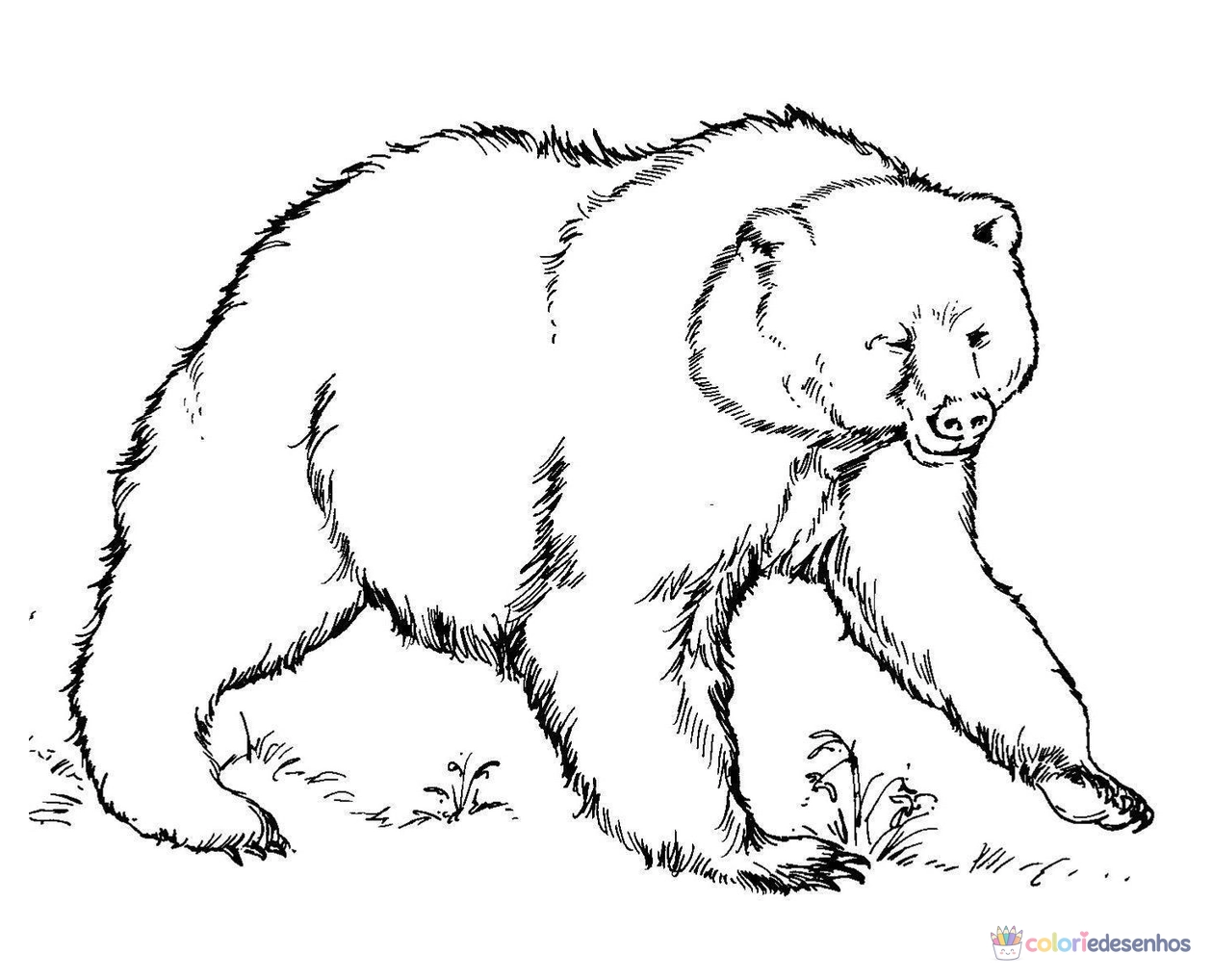 Ursos para colorir