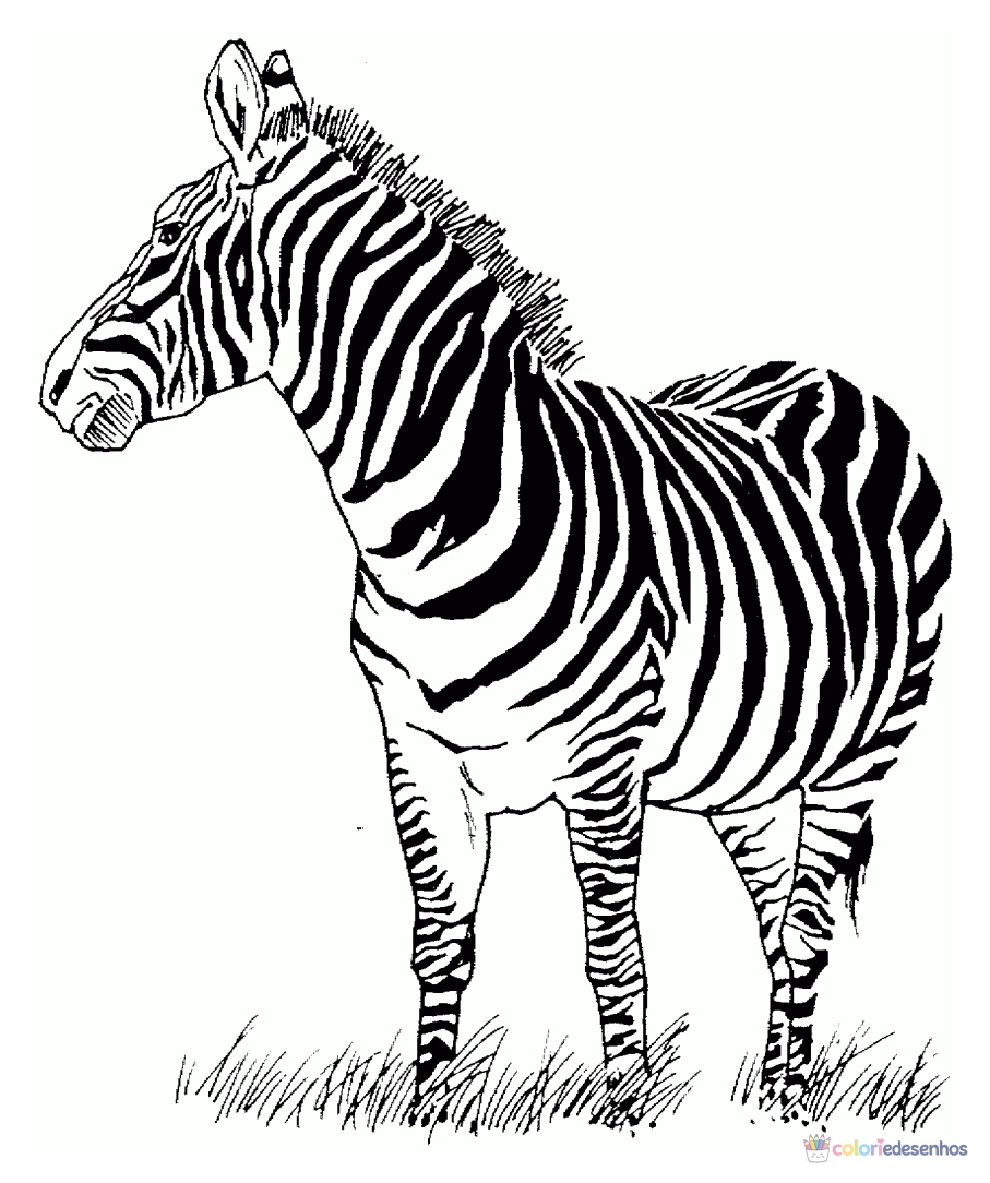 Zebras para colorir