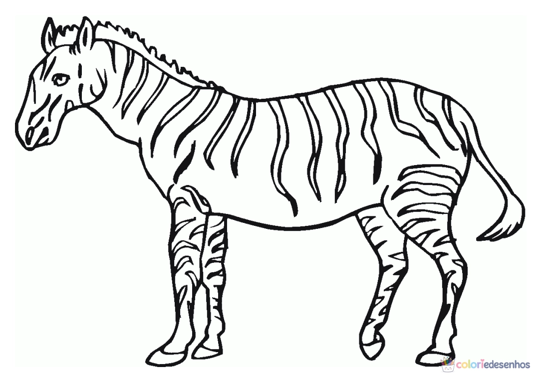 Zebras para colorir