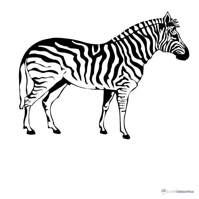Zebras para colorir