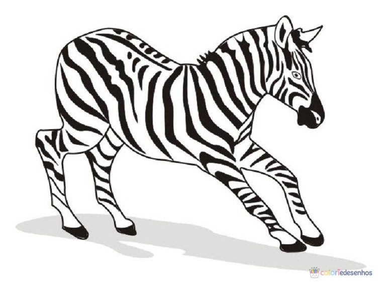 Zebras para colorir