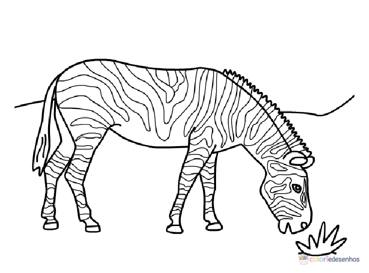 Zebras para colorir