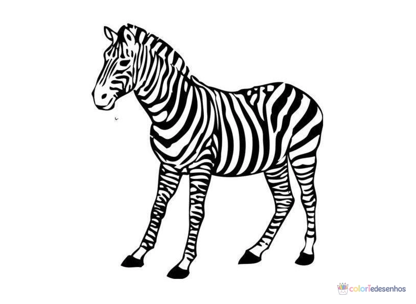 Zebras para colorir